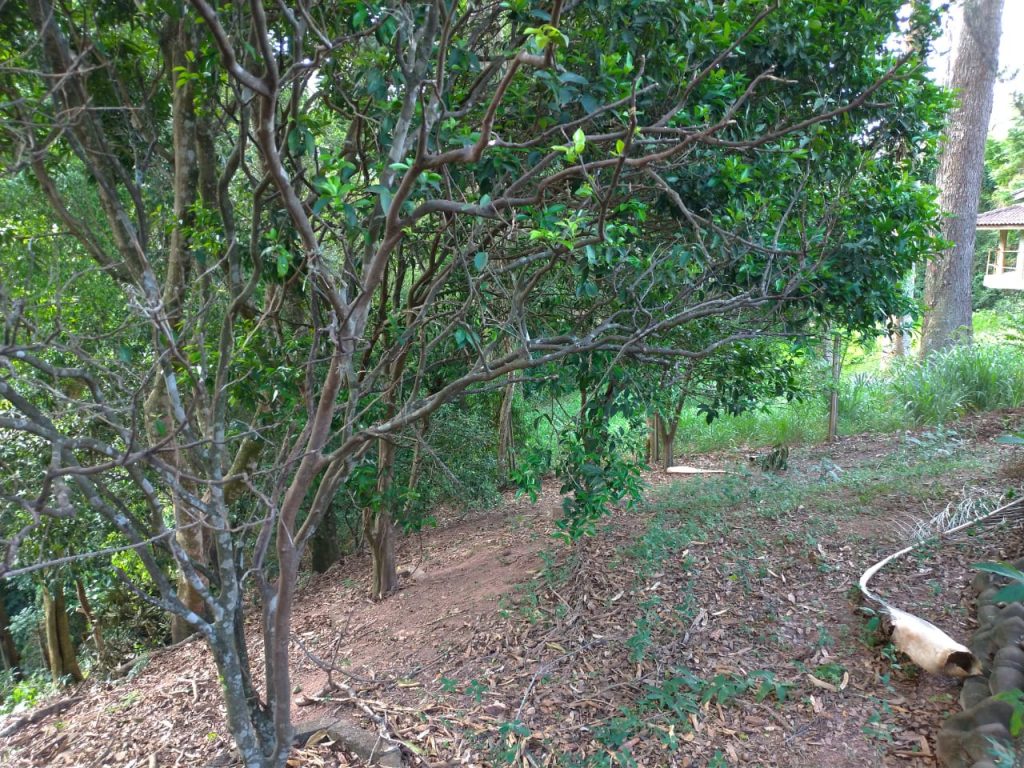 Oportunidade  Parque da Fazenda